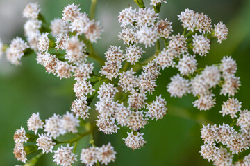wild flowers in the garden