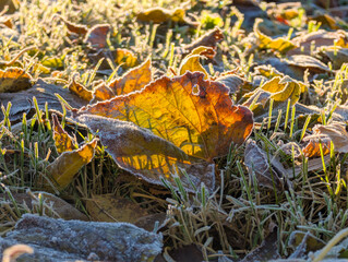 Autumn leaves on the ground