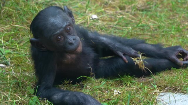 Close up of a Bonobo monkey family sitting on a meadow and picking weeds on a sunny spring day