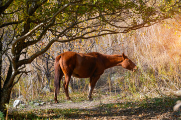 Naklejka premium A brown horse stands peacefully in a wooded area during early morning. Sunlight filters through the trees, highlighting the vibrant autumn leaves around