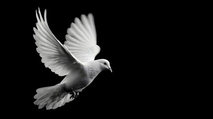 A white dove in flight with wings spread against a black background.
