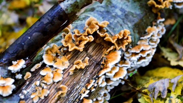 ​A close-up view shows a colony of vibrant parasitic fungi growing on an old, moss-covered fallen tree branch lying on the forest floor. This natural phenomenon illustrates the decomposition and cycle