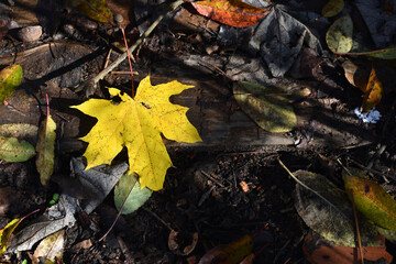 Dry leaves on the ground in a beautiful autumn forest. autumn background, fallen leaves in a forest or park. Grove. selective soft focus. autumn colors, beautiful season. autumn season, first frosts