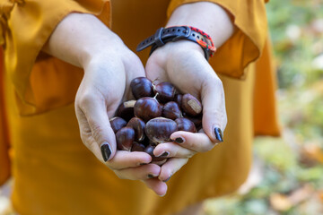 Hands Holding Freshly Picked Chestnuts in Autumn Forest