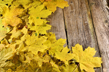 Autumn maple leaves on wooden background. Top view, copy space. Maple leaves for an autumn background. Close-up, space for text. Old wooden boards.