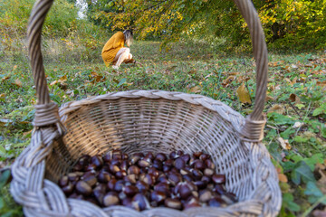 Woman Collecting Chestnuts in an Autumn Forest with a Wicker Basket