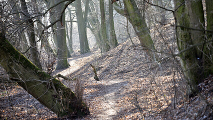 small path in autumn forest. old crooked trees. hike in park. Forest hike in woods on small path. Autumn fall nature landscape. a quiet, peaceful place in the fresh air. mushroom season