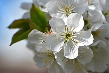 Fototapeta premium Prunus avium. White oriental cherry. white spring flowers on the tree, in the garden. cherry blossoms. delicate flowers on a branch. natural background. idea of the spring awakening. close-up. focus