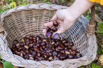 Hand Placing Freshly Picked Chestnuts into a Wicker Basket