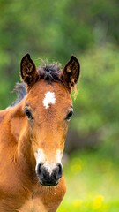 Close-up shot of a foal with brown fur and a white spot on its forehead, looking at the camera