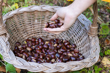 Hand Placing Freshly Picked Chestnuts into a Wicker Basket
