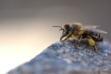 European honey bee. Beneficial insect. Pollen on legs. Garden pollinator. Bees produce fresh, healthy, honey. Beekeeping concept. macro photo. close-up. isolated. space for text