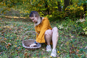 Woman Collecting Chestnuts in an Autumn Forest with a Wicker Basket