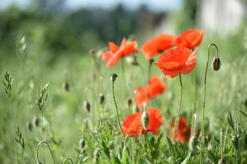 poppies. delicate petals of red poppies in the sun. background with poppy flowers. Beautiful red poppy wild flower and buds in the field. beauty in nature. close-up. spring season, summer time