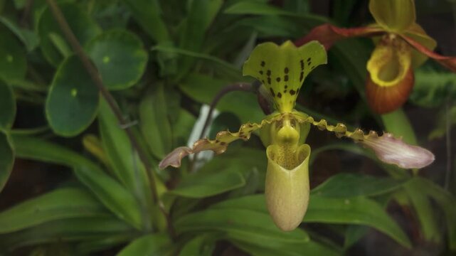Closeup view of an orchid flower blossom with a parallax pan in a shade garden in spring