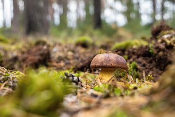 Forest mushroom edible boletus growing in autumnal pine woods bokeh background