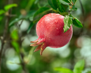 Pomegranate with leaf on natural background 