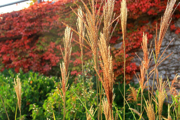 A colourful Autumn scene with Miscanthus grass