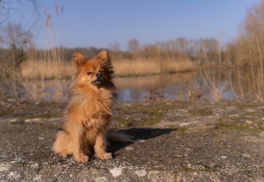chien