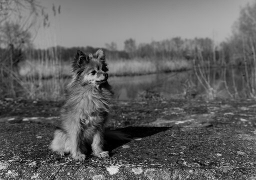 chien