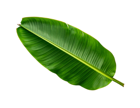Vivid, glossy, banana leaf, vibrant green, isolated on a stark black background