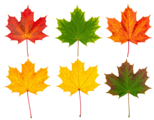 A collection of six colorful maple leaves displaying autumnal hues, isolated