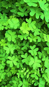 CLOSE UP, VERTICAL: Patch of soft, natural carpet with vibrant green sourgrass leaves. Leafage with symmetrical structure and textured pattern. Bermuda buttercup forming a rich ground cover in garden.