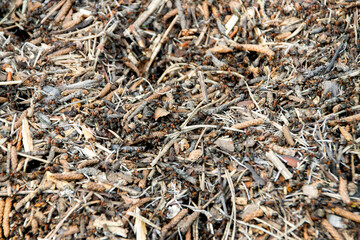 Close-up view of a forest floor filled with twigs, fallen leaves, and a busy ant colony working on a sunny day