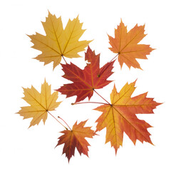 Fototapeta premium Five autumn maple leaves in shades of red yellow and orange transparent background fall leaf