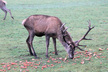 A view of a Red Deer eating a carrot