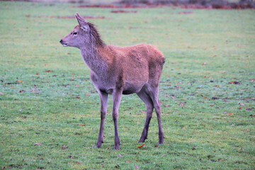 A view of a Red Deer eating a carrot