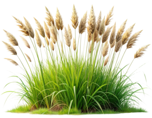 patch of tall, untamed grass with delicate seed heads and vibrant green stems, isol  