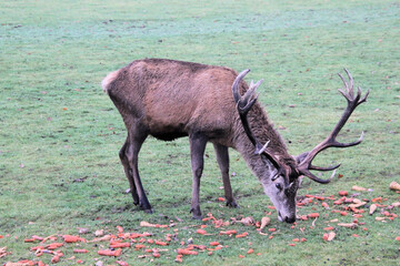 A view of a Red Deer eating a carrot