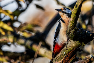 great spotted woodpecker