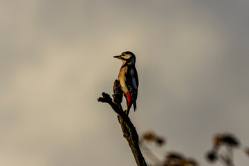 red winged blackbird