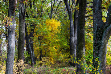 Obraz premium autumn in the forest