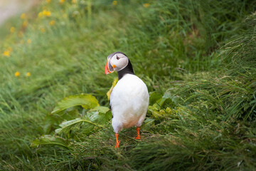 Atlantic Puffin Perched on a Cliff in Iceland