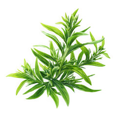Fototapeta premium illustration of tarragon.,on white background