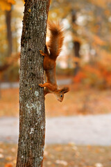 Squirrel on a tree trunk in an autumn park. Orange leaves and warm tones create a cozy, natural atmosphere. Concept of fall, wildlife, and harmony with the environment.