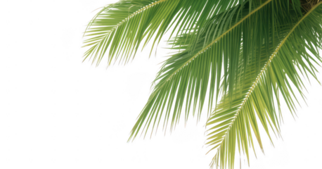 Green palm fronds with transparent background white edges against black background leaf tropical