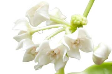 Hoya australis PNG transparent background – Wax Vine botanical clipart