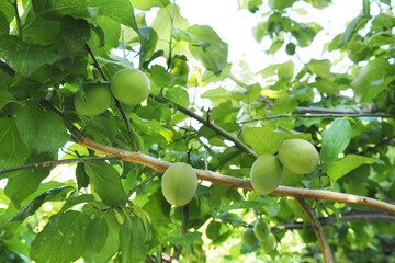 木になる梅の実