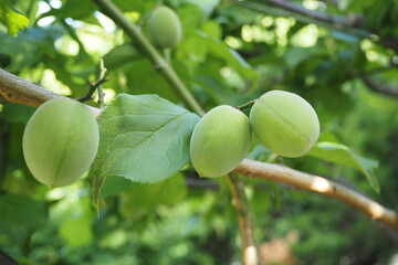 木になる梅の実