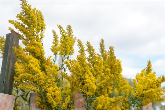 close-up of goldenrod, a native north american wildflower from the genus Solidago in bloom near a rough barrier fence