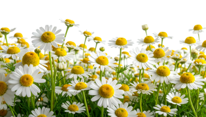 A vibrant field of daisies with white petals and yellow centers under a clear sky