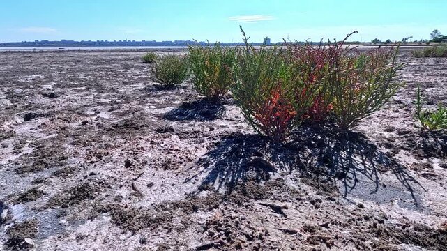 Kuialnyk Estuary, common glasswort Salicornia europaea, succulent plant grows on salty mud on the shore of a reservoir