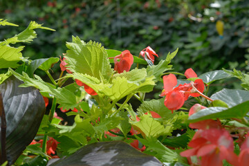 green coleus and wax begonias