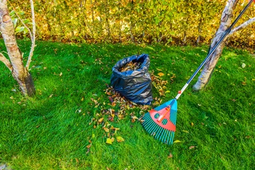 Ingelijste posters Groen Close up view of plastic bag with collected autumn leaves and rake near trees on background of green garden lawn. Sweden.  © Alex