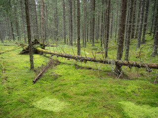 Mossy spruce forest
