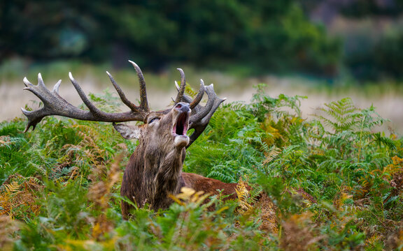 Red deer bellowing